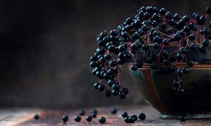 Elderberry Antioxident