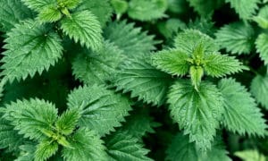 Stinging Nettles Antioxidents